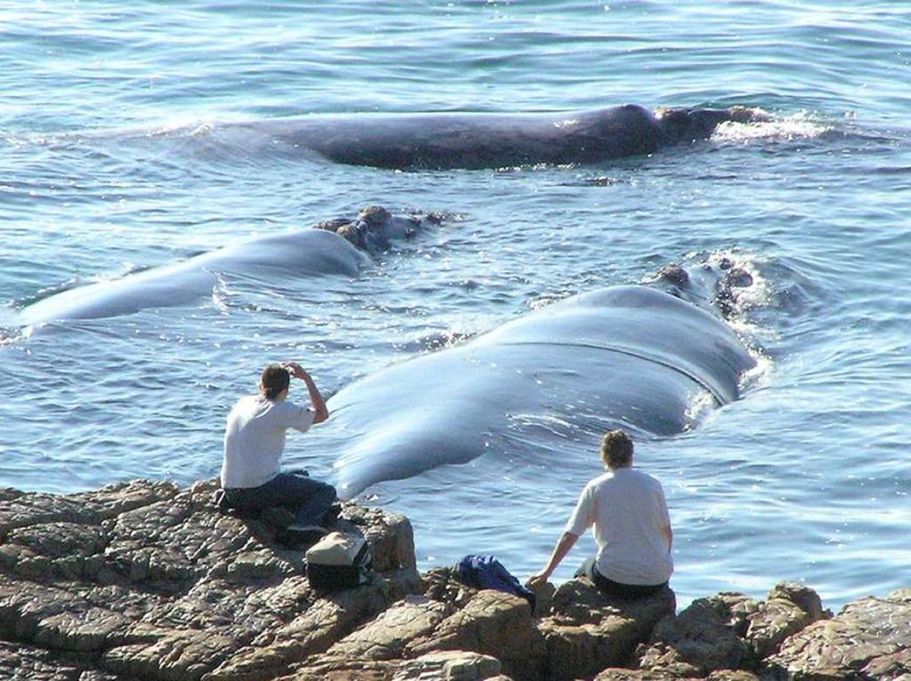 Misty Waves Boutique Hotel Hermanus Bagian luar foto